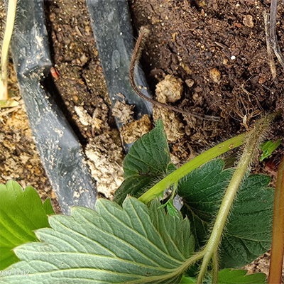 供应草莓种植土花卉种植育苗土栽培基质促进出苗齐壮苗