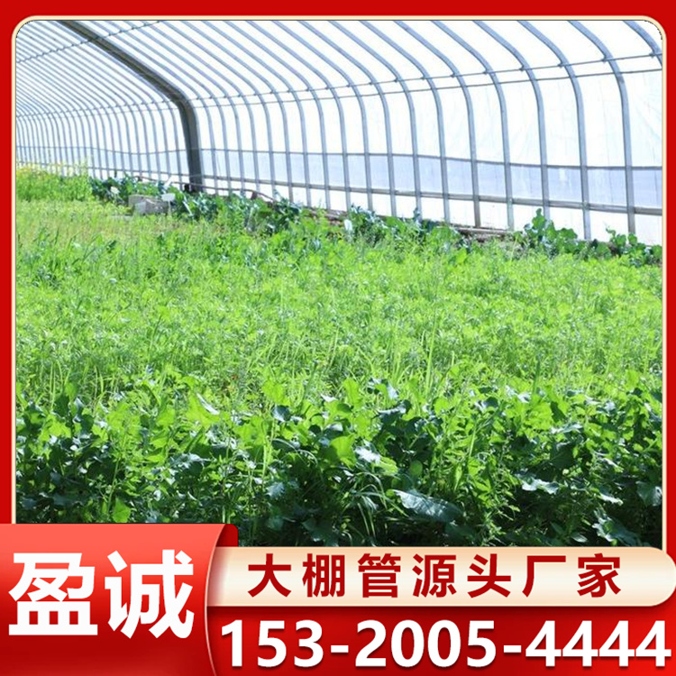 日光温室 新型温室大棚 蔬菜暖棚 水果种植 操作空间大 大棚圆管 保温耐用