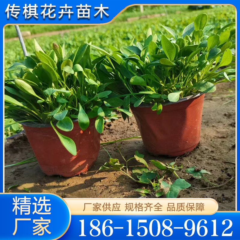 精品推荐  金鸡菊  大量批发
