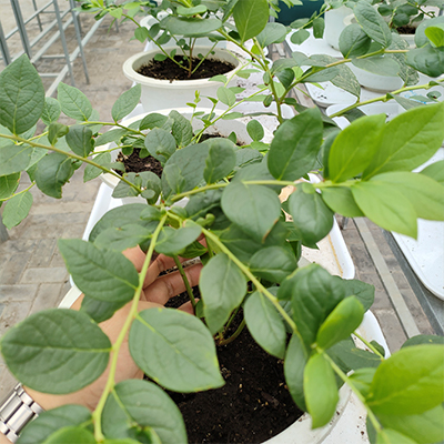 信盈PH值6-7.6蓝莓种植土育苗土利于规模化培育提高植物的出苗率