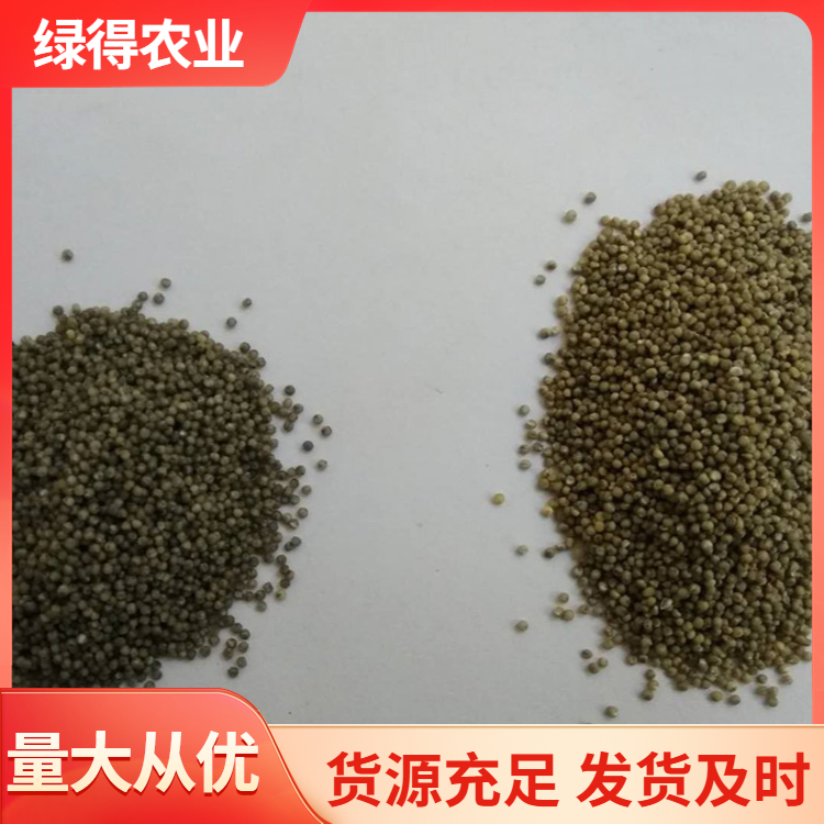 黑谷种图片