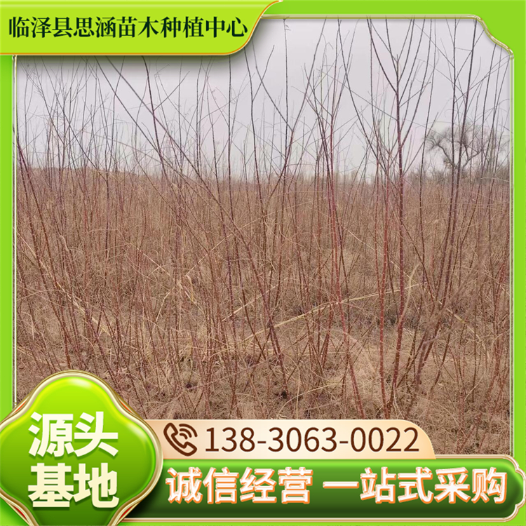 绿化红柳树苗 自产自销各种苗木 品种齐全 技术支持 思涵