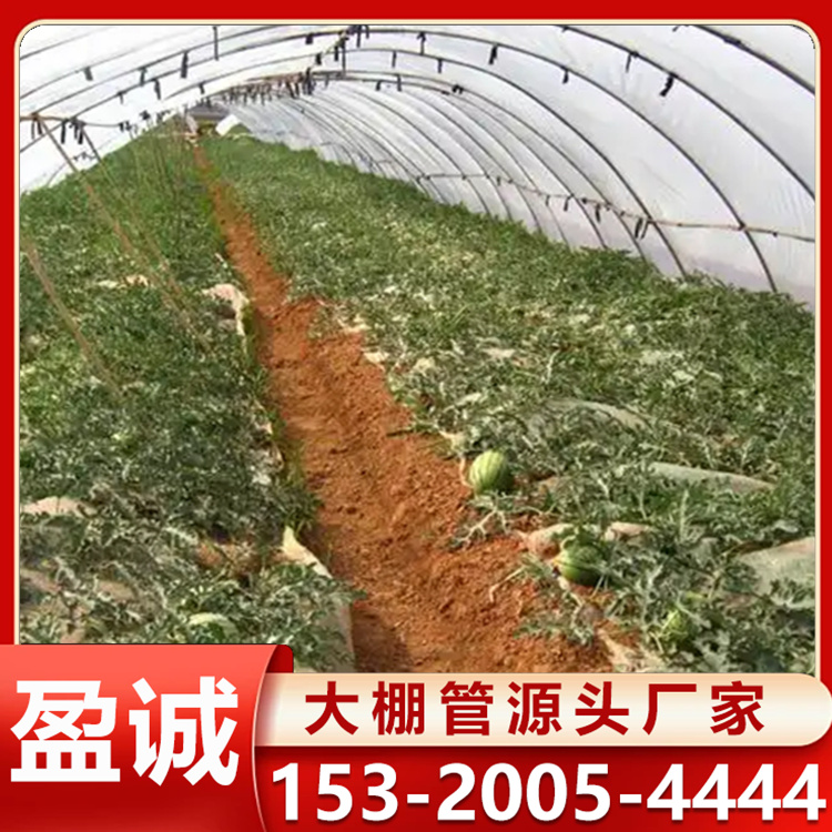连栋薄膜温室 西瓜插地棚种植 蔬菜养殖 结构稳定 简易春秋插地棚