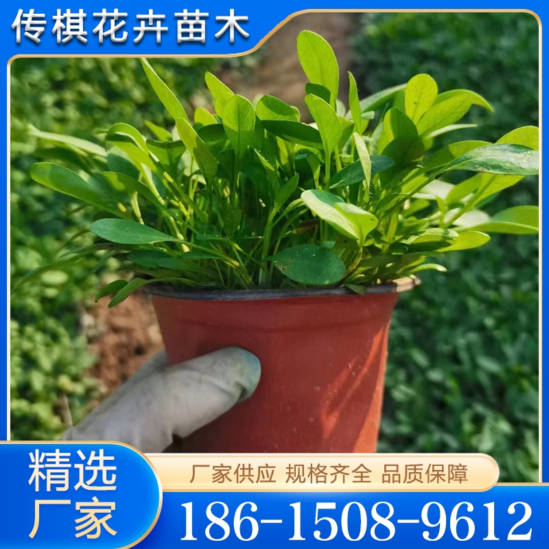 经验丰富  大量库存   金鸡菊