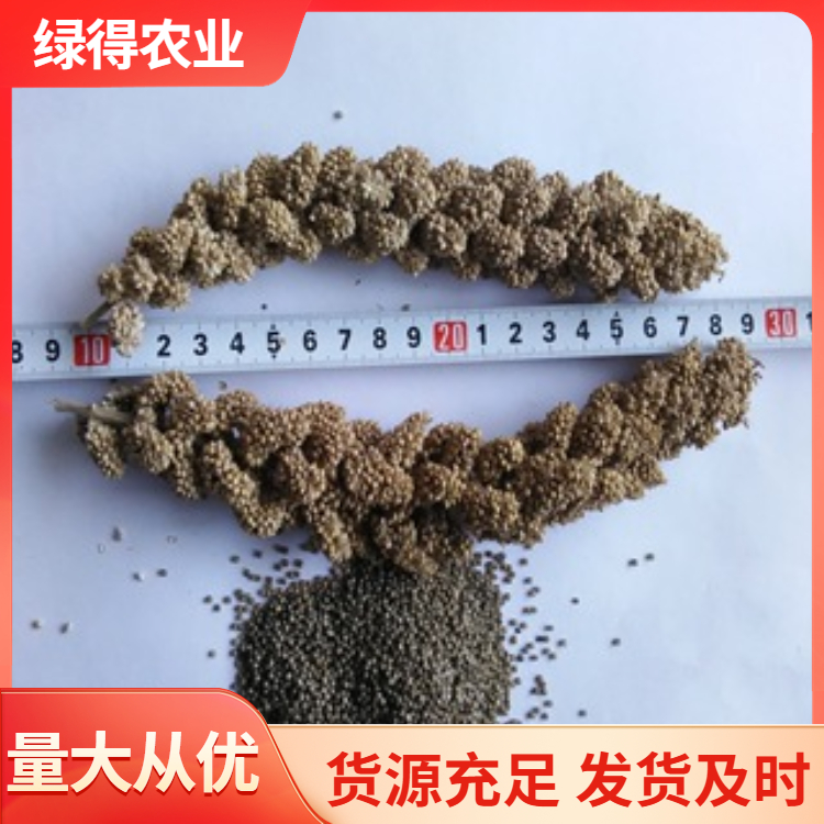 黑谷种型号齐全