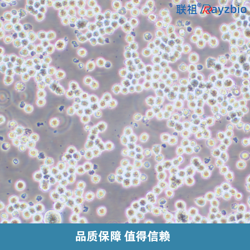 耐药细胞株