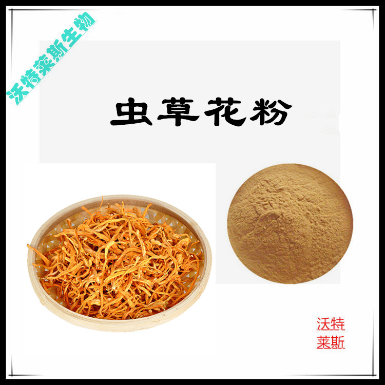 虫草菌丝体粉 虫草菌丝体提取物 10:1 水提 多规格