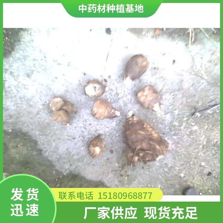 玄参种苗 批发基地 量大从优