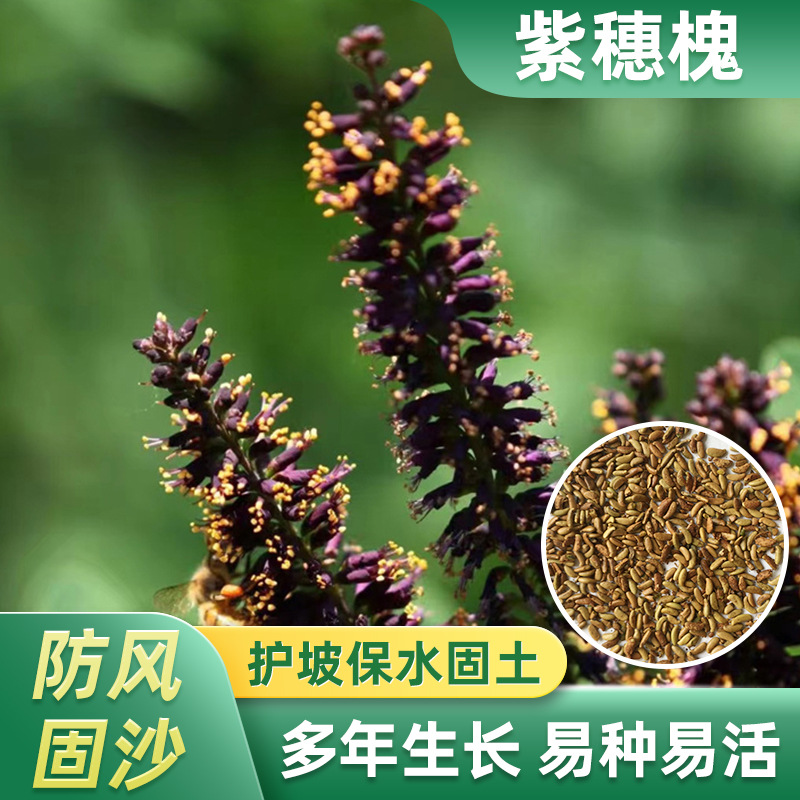 紫穗槐 四川批发市场 防滑固沙土护坡灌木油麻藤爬山虎木豆盐肤木价格