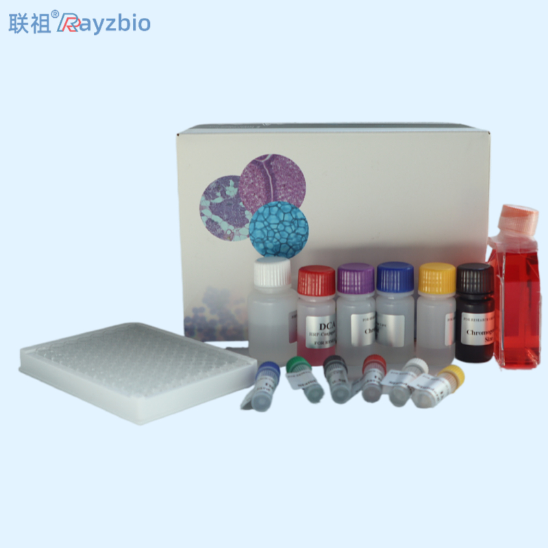 札如病毒检测试剂盒（荧光PCR法）