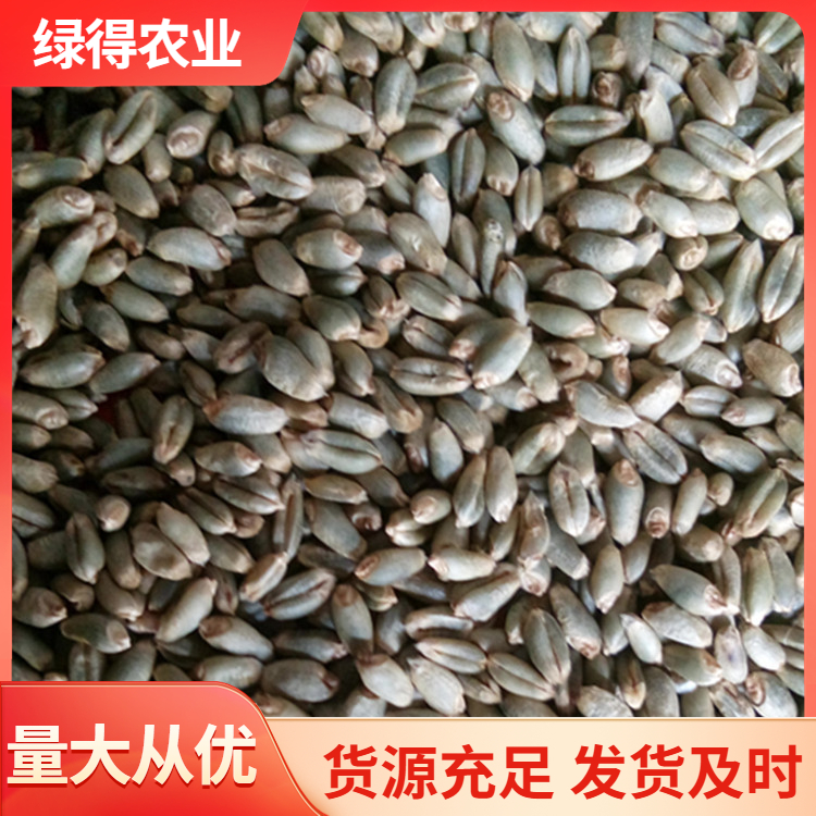 绿小麦种厂家直销