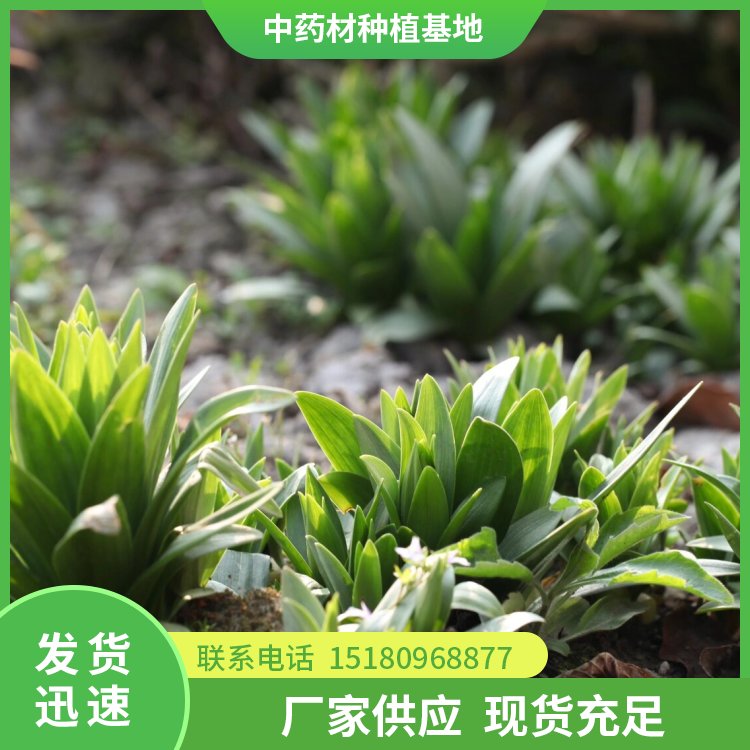 百合种苗 易种植 大量现货批发