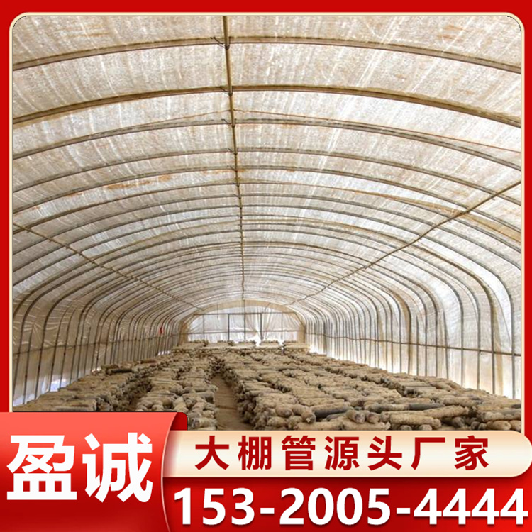 农村新型蘑菇菌棚 薄膜连栋大棚 美观大方光线好