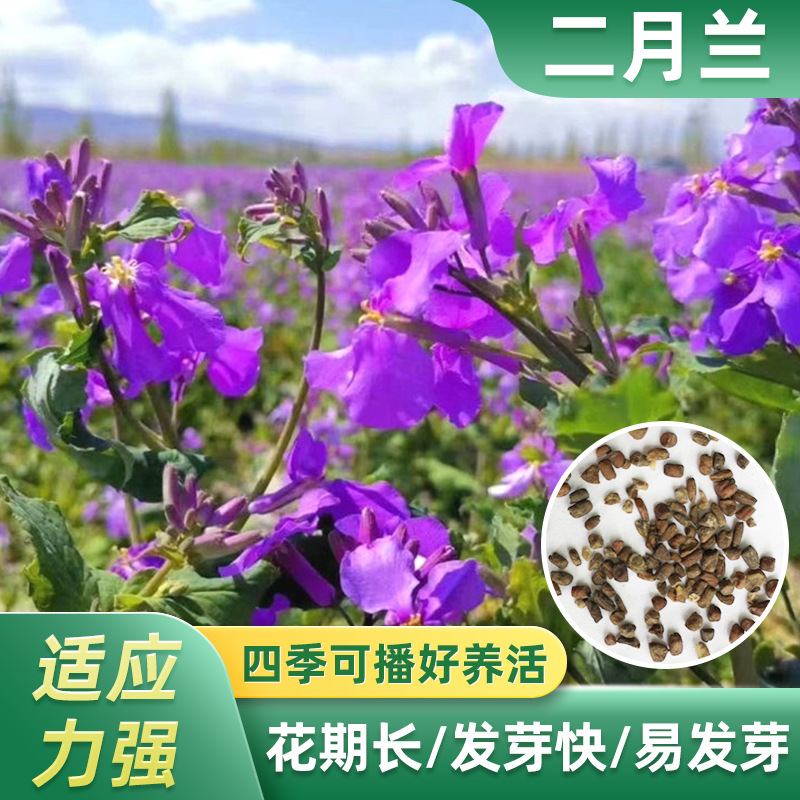 成都厂家批发光叶紫花毛苕子紫云英绿肥箭舌豌豆种子草籽量大优惠