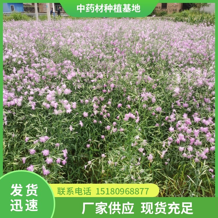 瞿麦种苗 批发价格 易种植