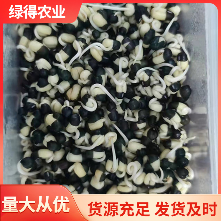 黑绿豆种源头厂家