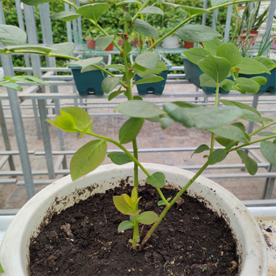 映天青含水率30%蓝莓种植土无土栽培基质降低农药用量种苗根系发达