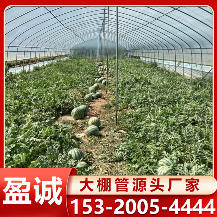 西瓜插地棚 薄膜蔬菜温室 韭菜种植 西瓜采摘 结构稳定 通风好