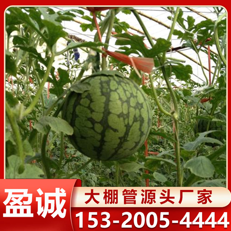 农业单体蔬菜大棚 西瓜插地棚 圆管大棚骨架 年限长四季可用