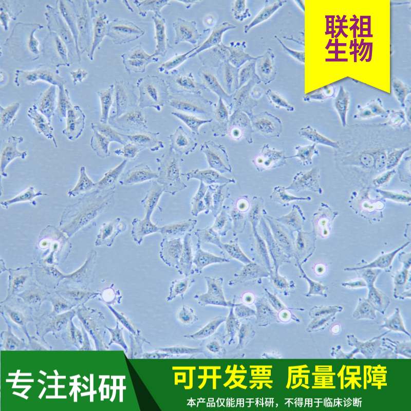 耐药细胞株厂家