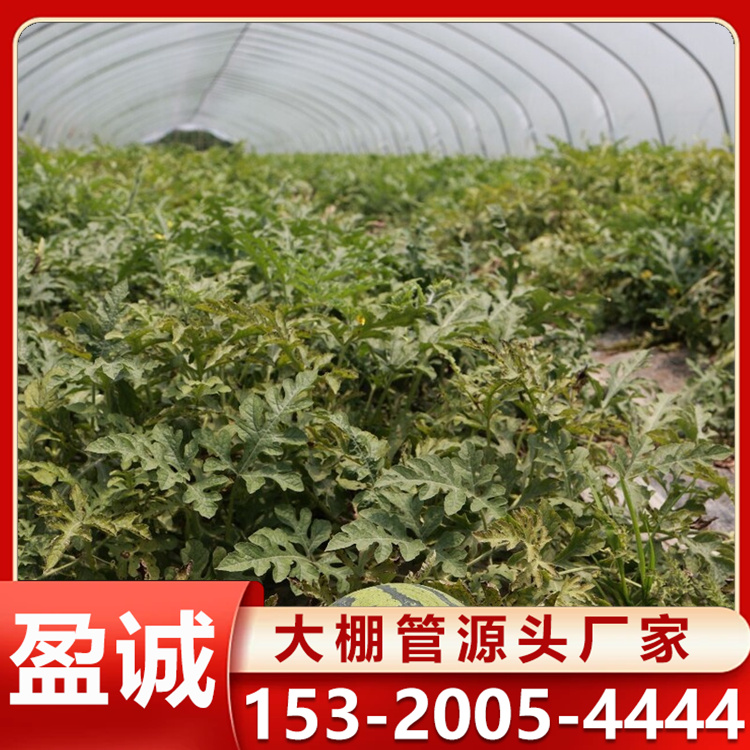 种植温室西瓜大棚骨架果树蔬菜镀锌钢管单体冷棚 可定制
