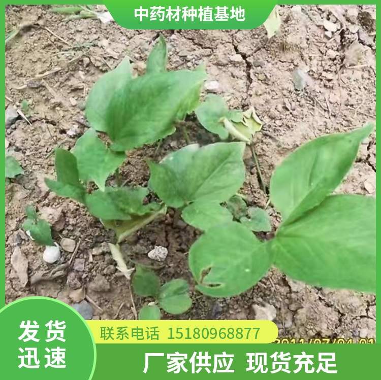 半夏种苗 批发价格 种植基地批发