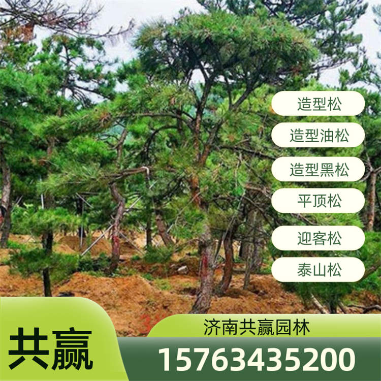 造型松 造型黑松 泰山松
