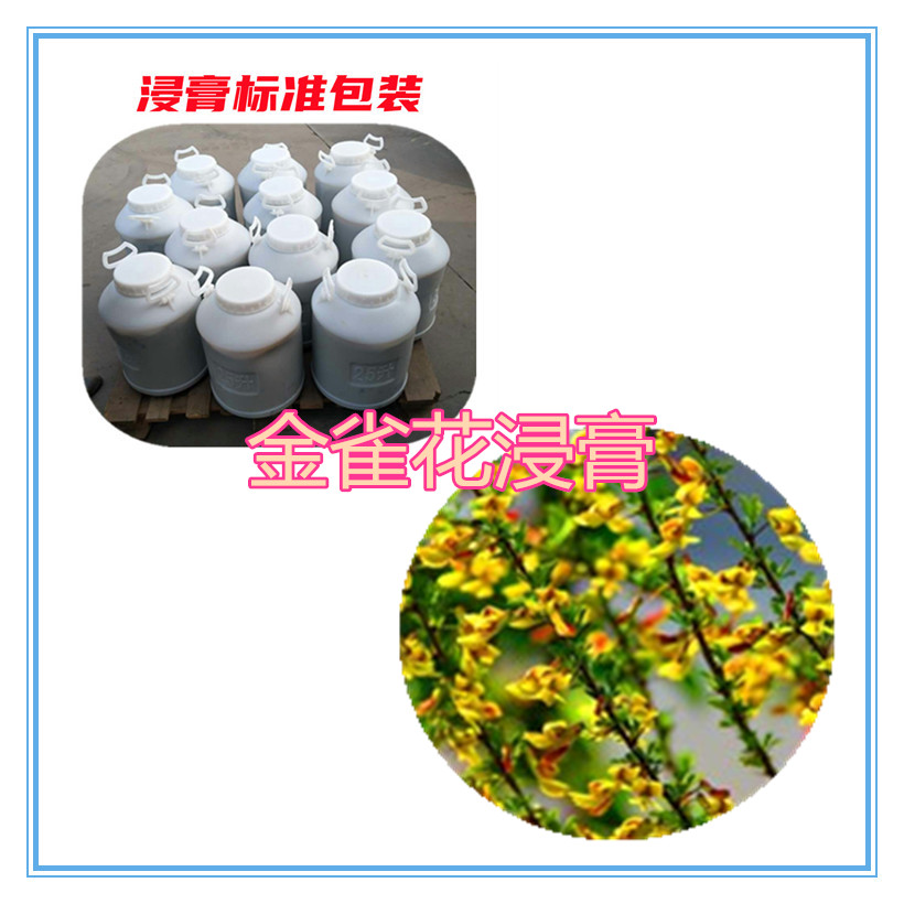 金雀花提取物 10:1 水提 金雀花浸膏 金雀花浓缩粉 5倍浓缩