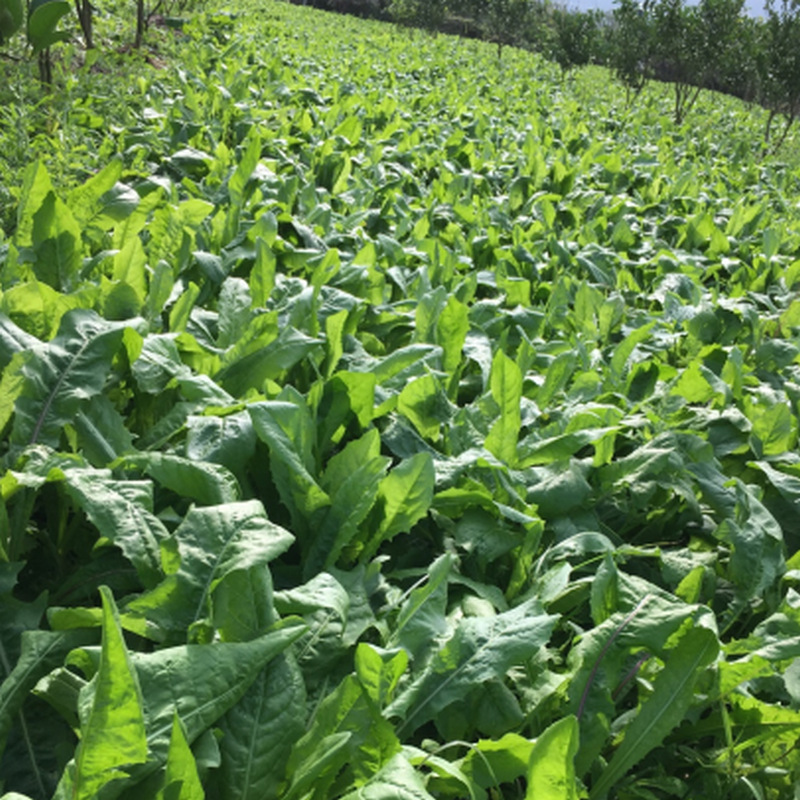 菊苣种籽 四川批发 耐寒高海拔藏区牧草甜高粱紫苜蓿混播草坪价格