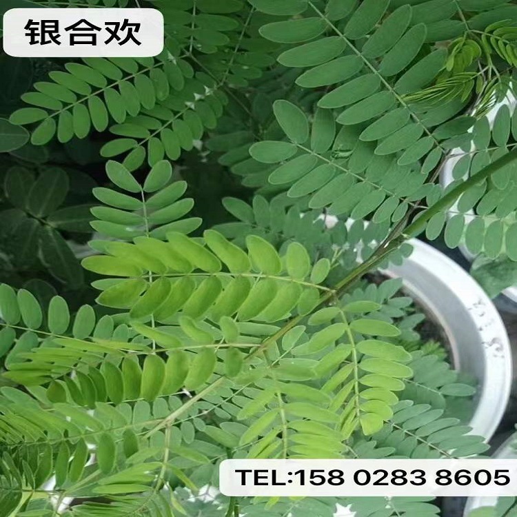 刺槐四川批发多花木兰豆常绿银合欢紫穗边坡爬山虎油麻藤黄花槐批发