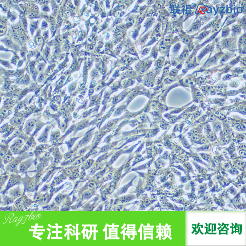 人牙髓干细胞价格