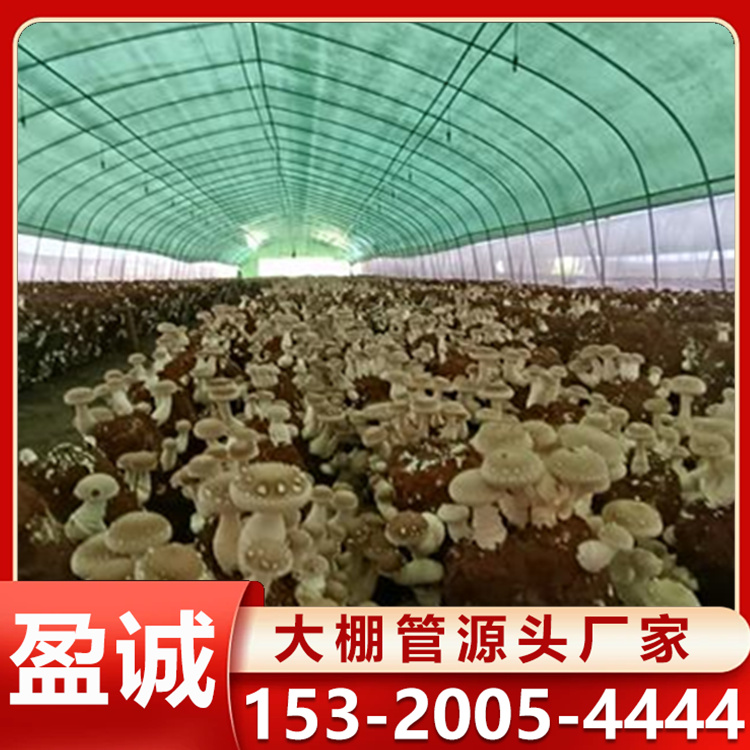 蘑菇菌棚 平菇搭建 蔬菜观光大棚 大棚管 排水量大 结构稳定