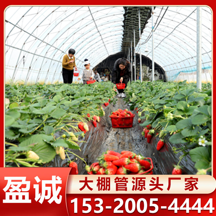 草莓棚 种植温室安装 光照均匀 智慧农业大棚 加工定制
