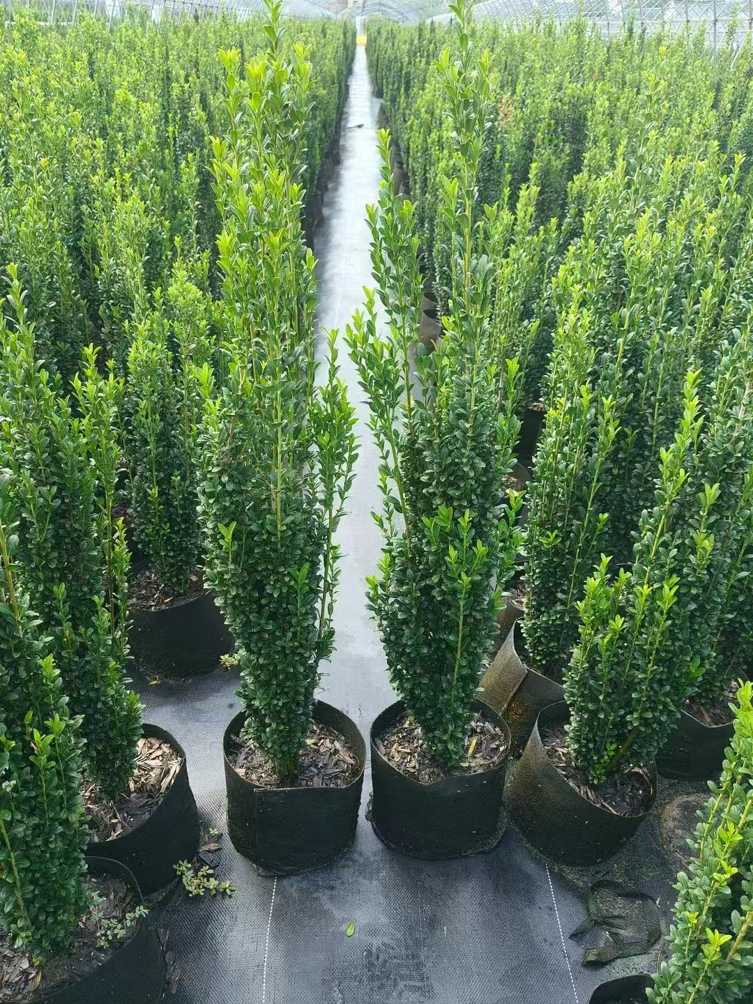 直立冬青 常绿苗木 耐寒耐旱 园林绿化工程栽植苗