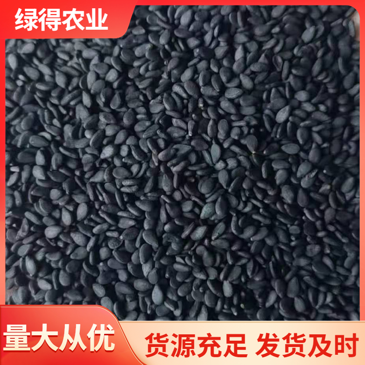 黑芝麻种子产地货源