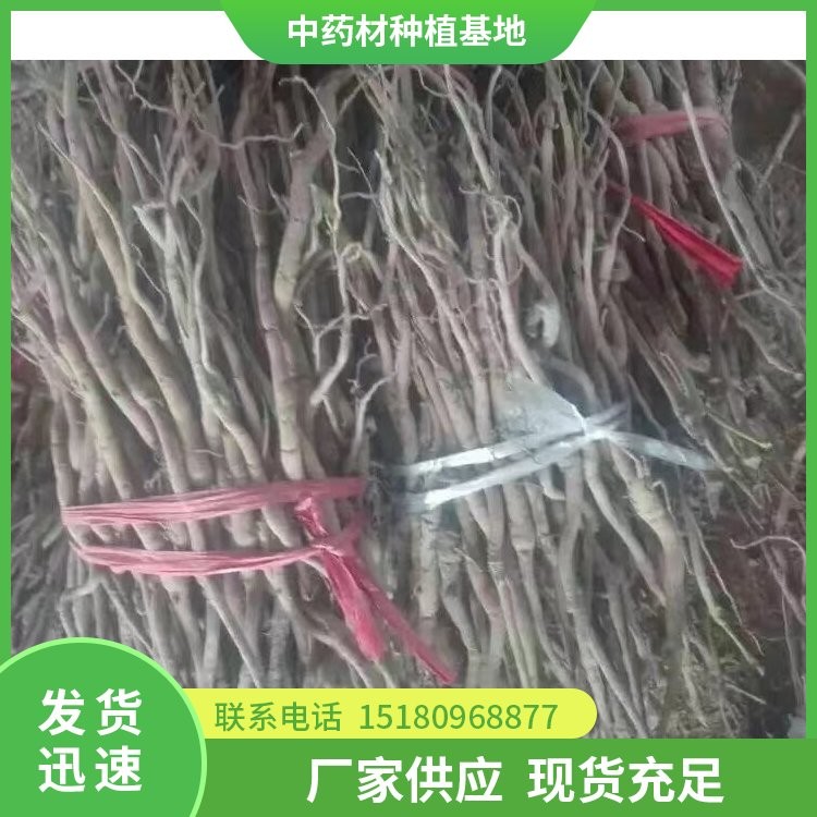 牡丹皮种苗 批发价格 种植基地批发