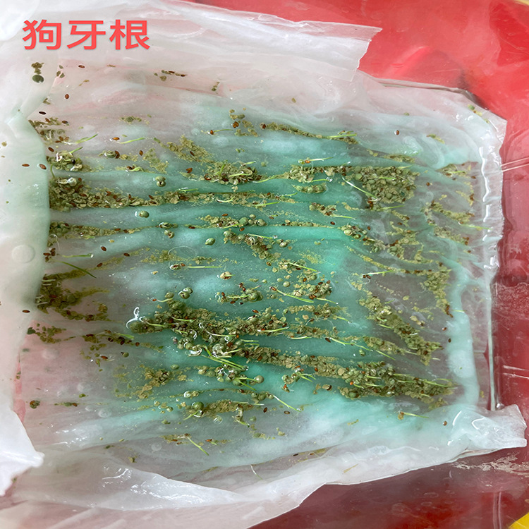 狗牙根四川批发台湾二号高级小区结缕草百慕达马尼拉高羊茅种子批发商