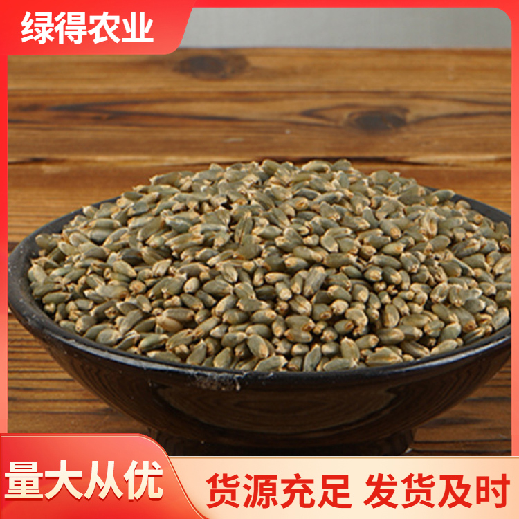 绿小麦种子常年供应批发 农田菜园种植