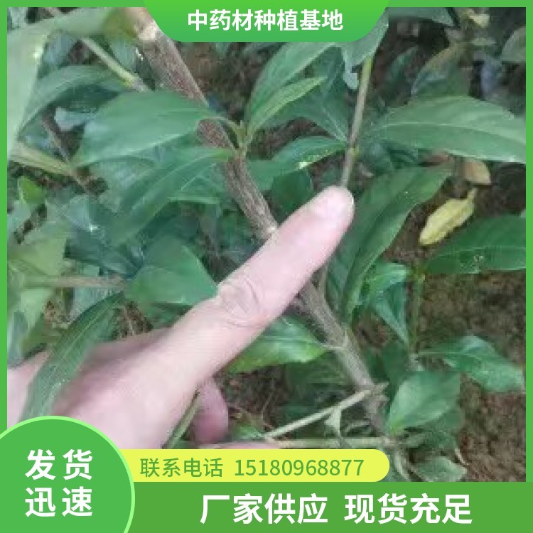 栀子种苗 批发价格 欢迎来电