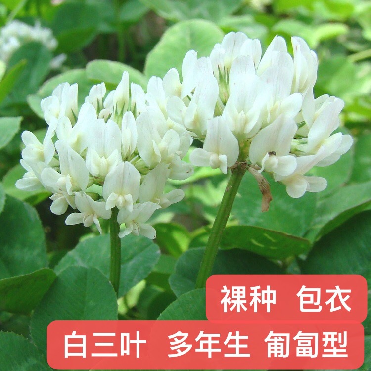 白三叶种籽四川成都批发牧草坪多年生匍匐型见绿快常绿红绛三叶厂商