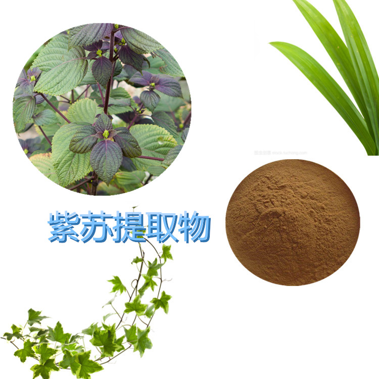 紫苏叶提取物 10:1 水提 紫苏叶粉 紫苏叶浸膏粉