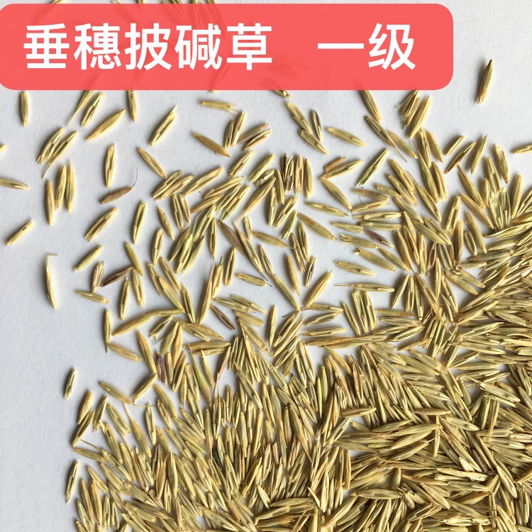 披碱草牧草种子 四川成都批发多年牧草 耐旱耐寒高海拔西藏老芒麦厂