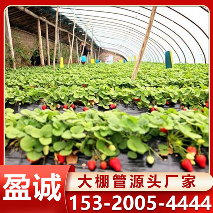 智能农业 温室大棚 草莓棚 无土栽培大棚 采摘观光新型大棚