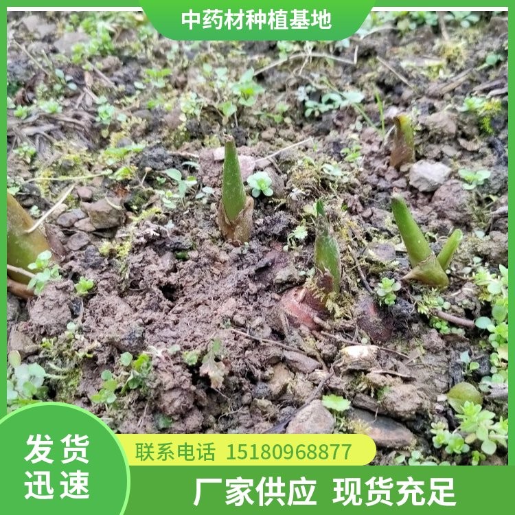 中药材切片机  现货 支持定制