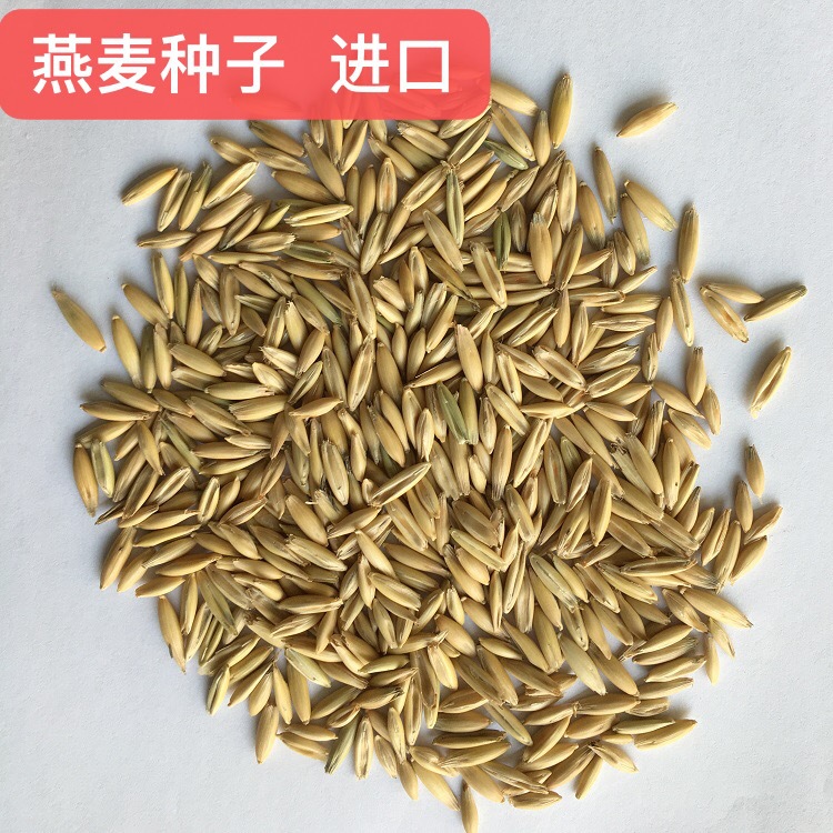 披碱草牧草种子 四川成都批发多年牧草 耐旱耐寒高海拔西藏老芒麦厂家