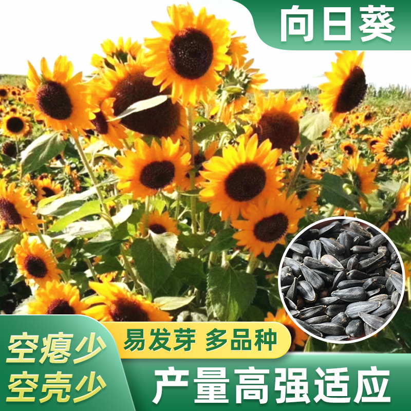 批发太阳花虞美人百日草向日葵花种户外室外家用阳台花卉鲜花种子厂