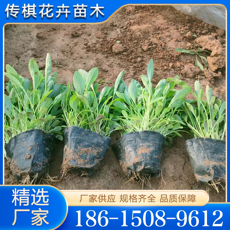 性价比高 金鸡菊 货源充足