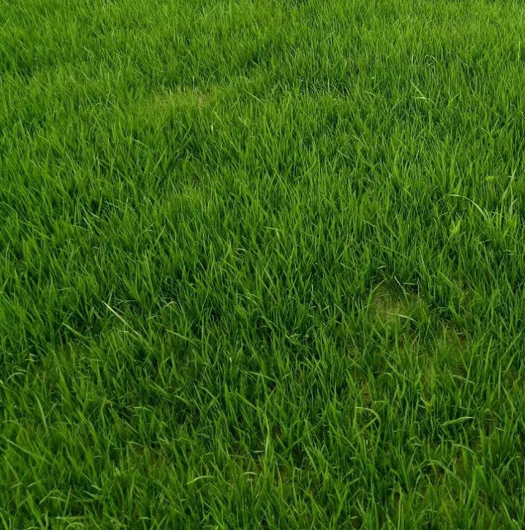 菊苣牧草种子组合成都厂家批发多年生苜蓿种植喂鸡鸭鹅鱼玉米种籽
