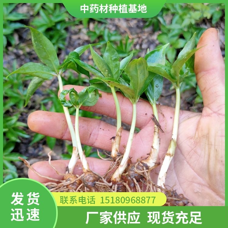 中药材脱毛机 价格实惠