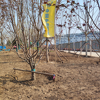 供应营养土园艺育苗扦插树苗蔬菜无土栽培基质腐殖土人工草炭土